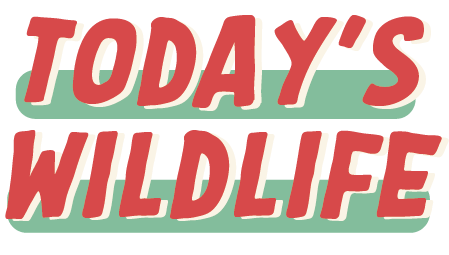 today's wildlife logo